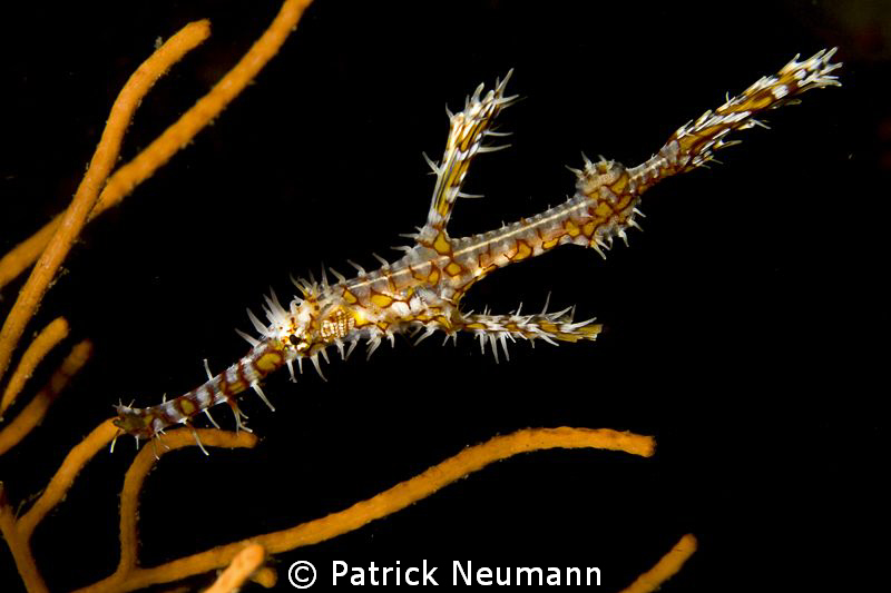 Ornate Ghostpipefish @ Richilieu Rock by Patrick Neumann 