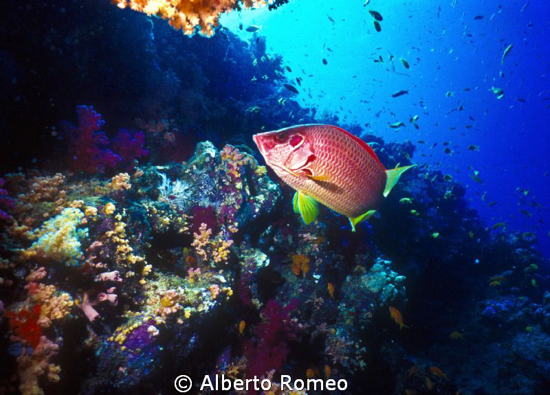 Spiny Squirrelfish (Sargocentrun spiniferum) in his habitat. by Alberto Romeo 