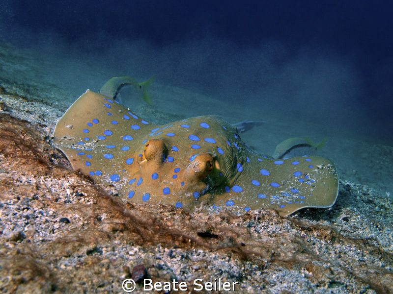 Bluespotted Ray ,digging for food .. , taken at El Quadim... by Beate Seiler 