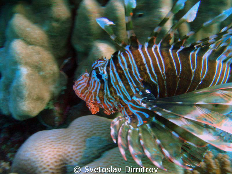 Close up of a Lion fish by Svetoslav Dimitrov 
