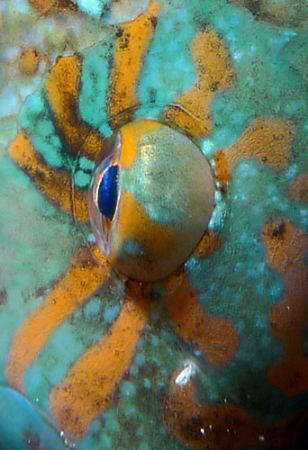 painted parrot eye by Martin Dalsaso 
