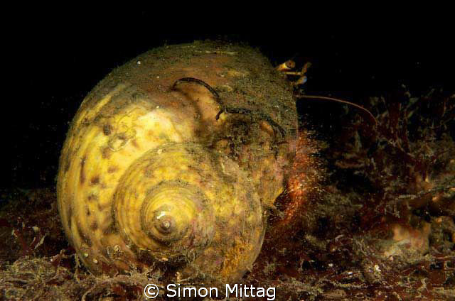 Hermit Crab by Simon Mittag 
