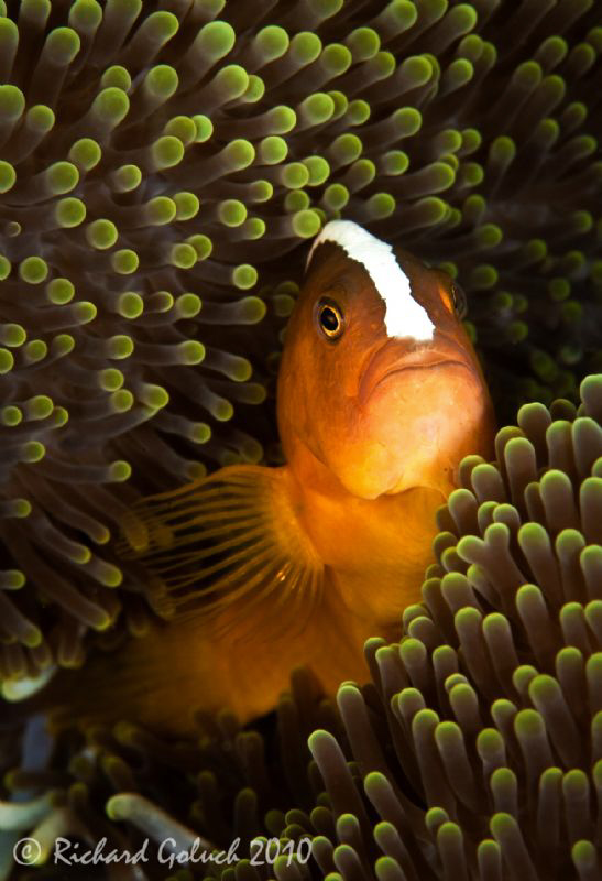 Portrait of Skunk Anemonefish by Richard Goluch 