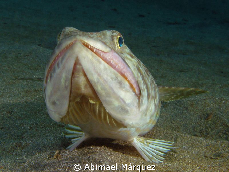 You like my smile, Aguadilla, P.R. by Abimael Márquez 