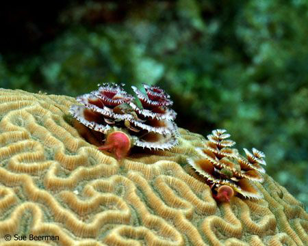 Two Christmas Tree Worms by Susan Beerman 