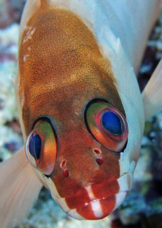 Black Tip Grouper by Paul Colley 