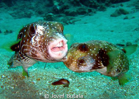 "Fighting Puffers" II. by Jozef Butala 