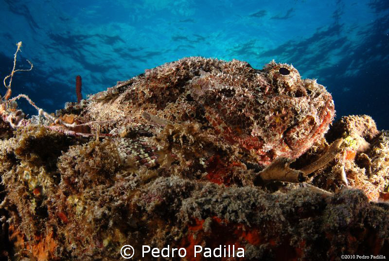 Spotted Scorpionfish @ twilight.
Nikon D80 with 15mm len... by Pedro Padilla 