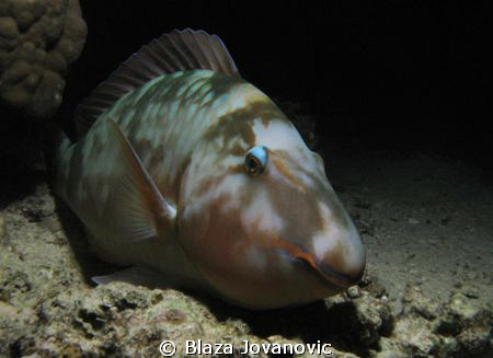 A parrotfish resting during the evening hours; Canon 720i... by Blaza Jovanovic 