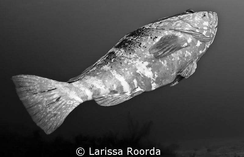 Nassau Grouper in black and white. by Larissa Roorda 