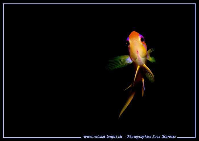 Face to Face with this little Red Damsel Fish in Marsa Sh... by Michel Lonfat 