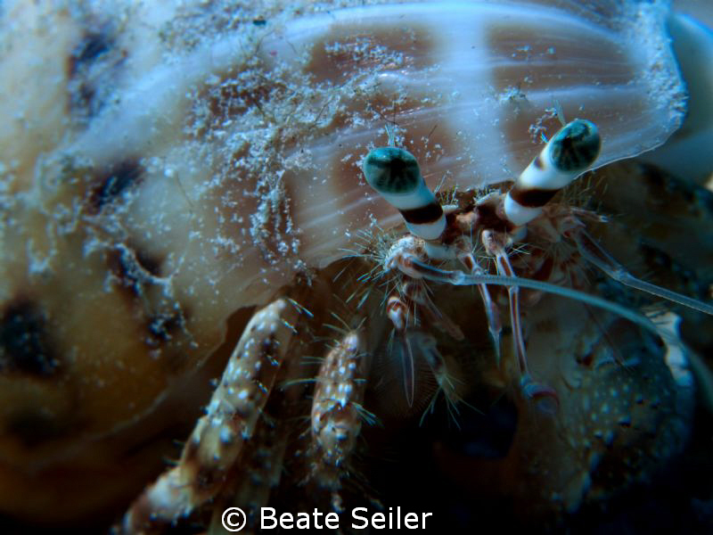 Hermit Crab , taken with Canon G10 and UCL165 by Beate Seiler 