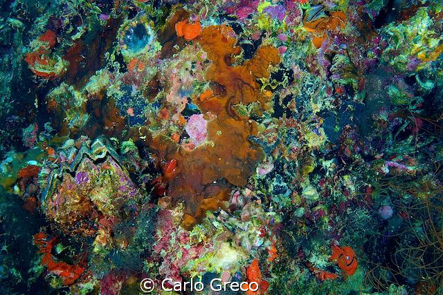 Burst of colors. by Carlo Greco 
