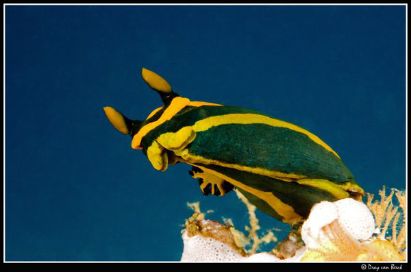 Nudibranch  Tambja-gabrielae by Dray Van Beeck 