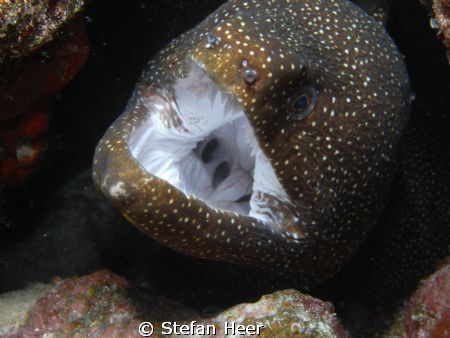 Nice moray is opening its mouth! Was careful with my fing... by Stefan Heer 