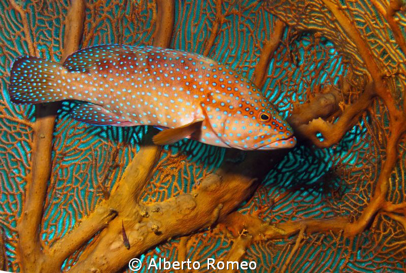 A Coral Grouper and Gorgonian by Alberto Romeo 