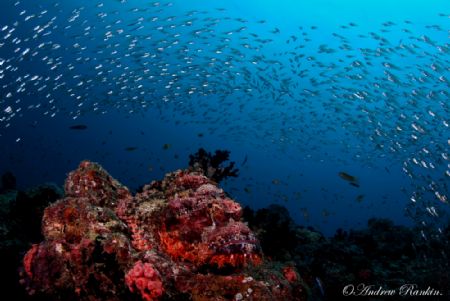 Lying in wait.A predatory Scorpionfish waiting for its ne... by Andrew Rankin 