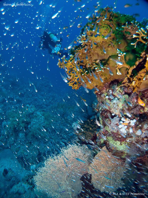 On the move! Sharm el sheikh. Canon G10 & Inon D2000. by Bea & Stef Primatesta 