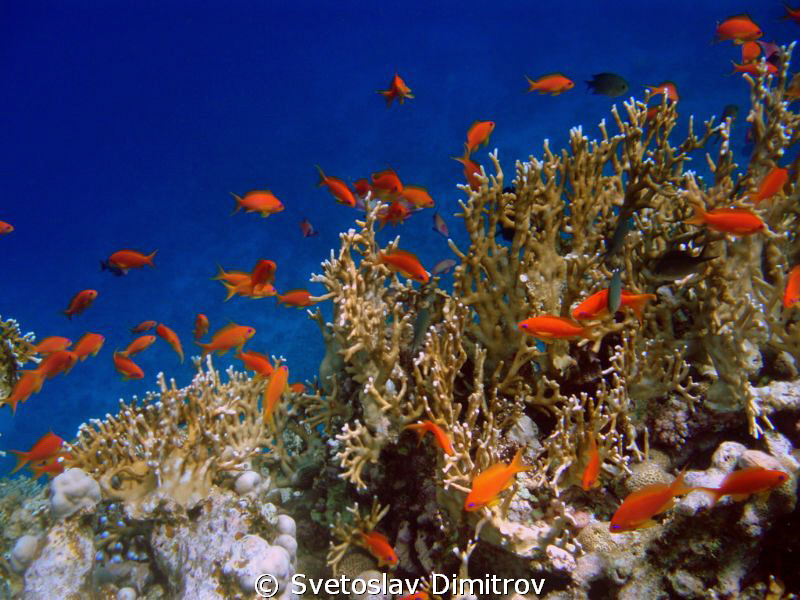 Scenery Anthias by Svetoslav Dimitrov 