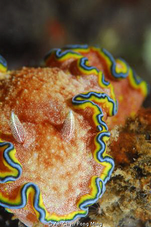 Glossodoris cincta, taken by Nikon D200 105mm. at lembah. by Ah Chan Fong Ming 