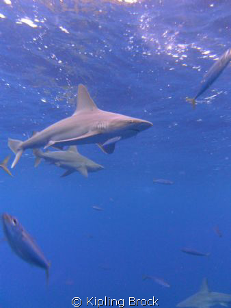 Sharks! by Kipling Brock 