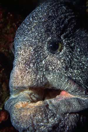 Wolf eel photographed at Sunrise Beach; Gig Harbor, Washi... by Glenn Cummings 