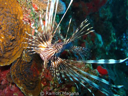 lion fish in playa del carmen...Canon G11 by Ramon Magana 