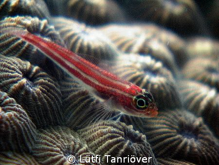 Goby on the coral... by Lütfi Tanrıöver 