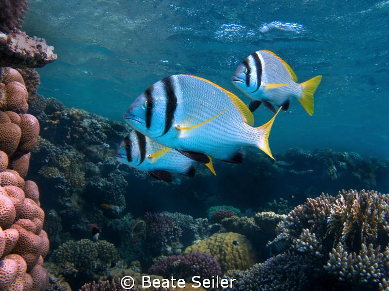 Three Porkfish at the housereef El Quadim, taken with Can... by Beate Seiler 