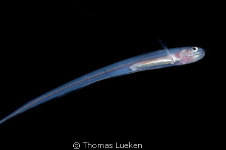 found in Mabul, D200 - ID wanted by Thomas Lueken 