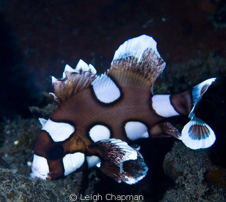 Sweetlips. Spazzed out as usual. Nikon D200. by Leigh Chapman 