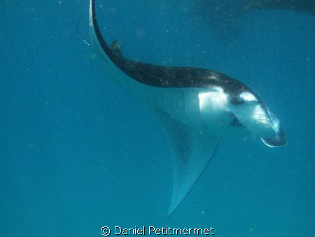 Canon G10, a dream of a manta ! by Daniel Petitmermet 