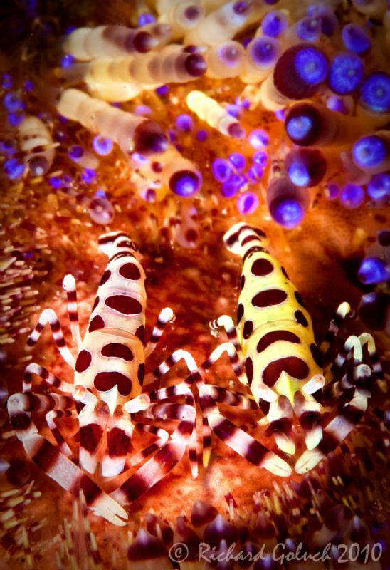 A pair of Coleman Shrimp-Lembeh by Richard Goluch 