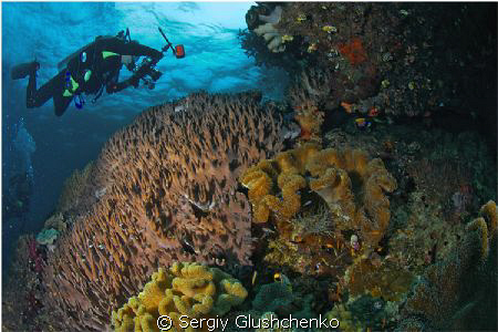 Raja Ampat by Sergiy Glushchenko 