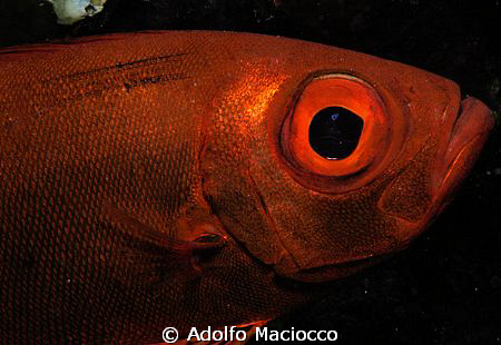 BIG EYE by Adolfo Maciocco 