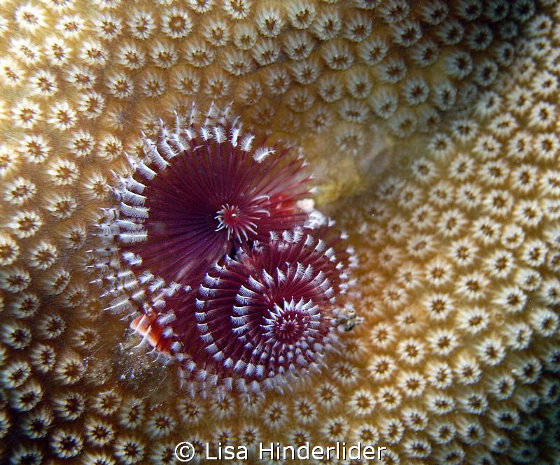 I love the contrast of this colorful Christmas Tree Worm ... by Lisa Hinderlider 