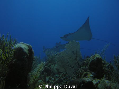 Fabulous Eagle rays in Xpuha dive site on the cuevita ree... by Philippe Duval 