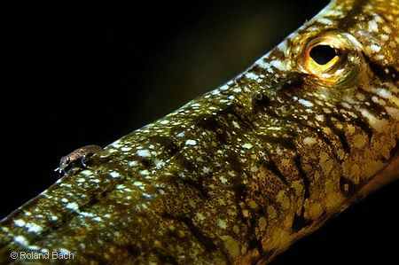 "SMALL MET VERY SMALL". On the nose to this tiny Seagrass... by Roland Bach 
