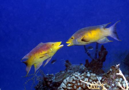 Two Spanish Hogfish face off...Roatan, HN. by Jon Kreider 