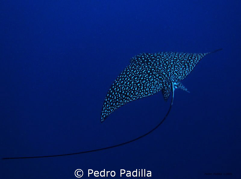 Spotted Eagle Ray
Canon PowerShot SD800 No strobes. 
Sh... by Pedro Padilla 