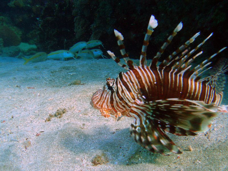 Lion Fish guarding its back yard by Svetoslav Dimitrov 