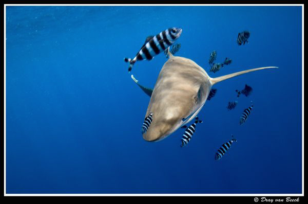 Oceanic still in the Brothers... by Dray Van Beeck 