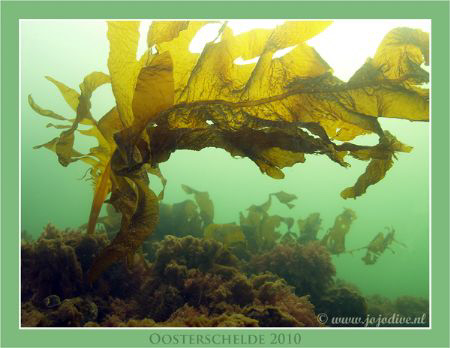 Our cold waters are green ofcourse. These Wakame can be i... by John De Jong 