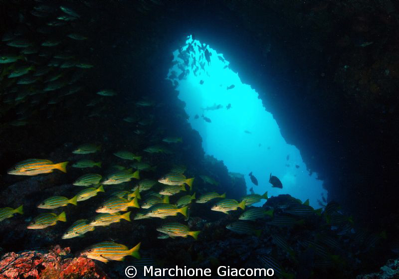 The cave
Coco island 2010
Nikon D200, 17-35. twin strobo by Marchione Giacomo 