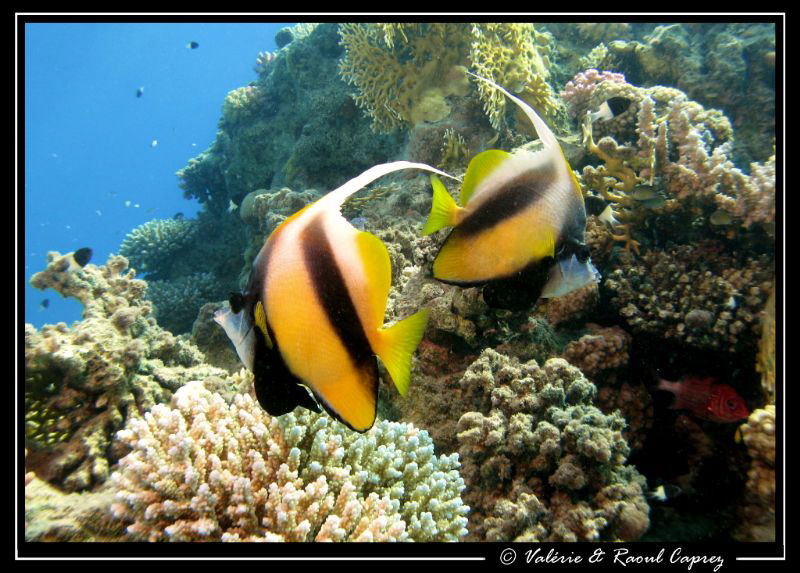 Heniochus intermedius' dialogue :
- I tell you, it's on ... by Raoul Caprez 