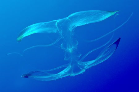 Unknown species of jelly floating near the wreck of the D... by Paul Colley 