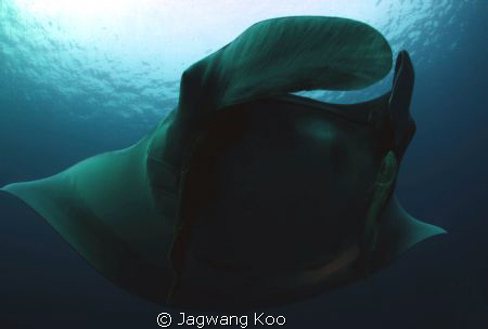 Manta Ray by Jagwang Koo 