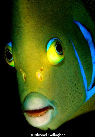 Angelfish portrait, Seychelles by Michael Gallagher 