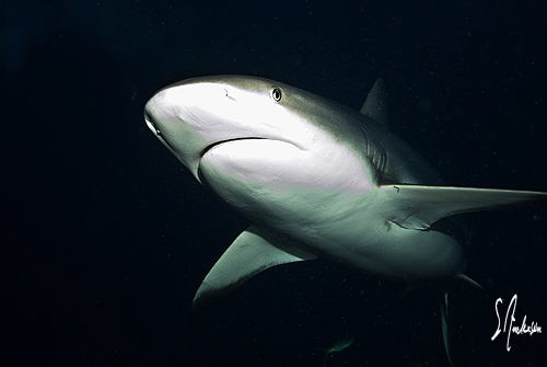 This image of a Reef Shark was taken uring my shark exped... by Steven Anderson 