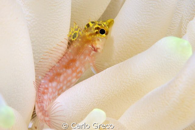 Diamond blenny on white anemone by Carlo Greco 